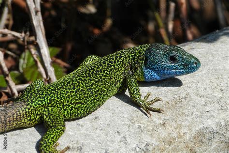 The male Iberian Emerald Lizard is one of the most beautiful reptiles ...