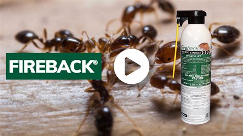 Fireback® Insect, Flea & Bed Bug Pesticide | Nisus Corp