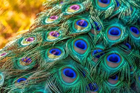 All about Peacocks - Life and Facts - Bird Advisors