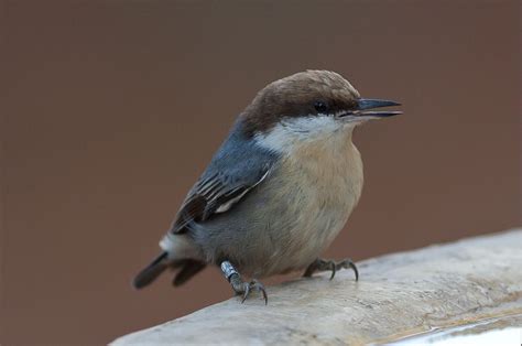 Brown-headed nuthatch - song / call / voice / sound.