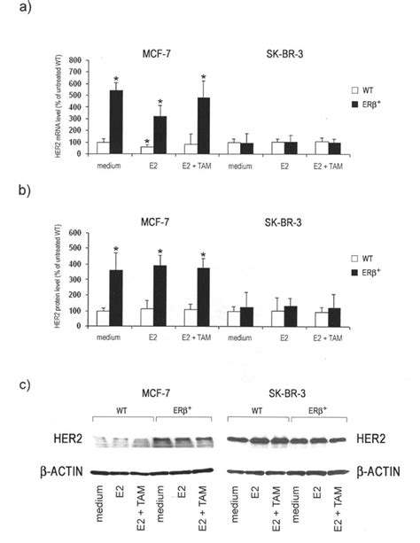 HER2 expression in wild-type and ERß-transfected breast cancer cell... | Download Scientific Diagram