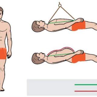 Measurement of a distance between the sternal notch and the femoral... | Download Scientific Diagram