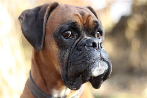 Problèmes de santé courants des boxers