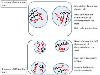 Mitosis vs. Meiosis Animation PowerPoint by Beverly Biology | TpT