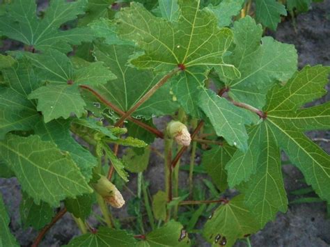 Okra: Plant Care and Collection of Varieties - Garden.org