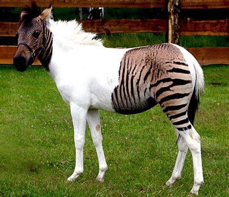 CAN ZEBRAS BREED WITH HORSES? |The Garden of Eaden