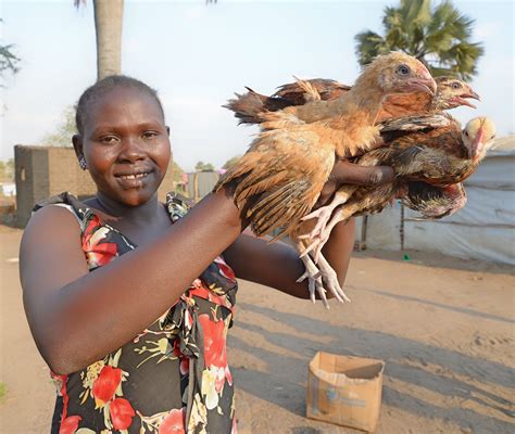 How will chicken farming assist refugees in northern Uganda? | Uganda ...