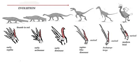 history of lizards - LOVELY LIZARDS