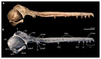 Isthminia panamensis, a new fossil inioid (Mammalia, Cetacea) from the Chagres Formation of ...