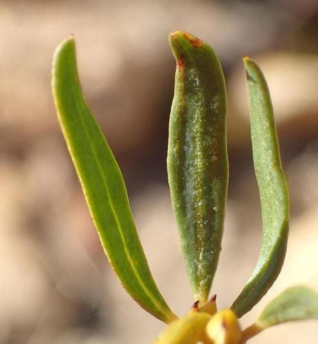 Kouga bush tea (Cyclopia intermedia) Flower, Leaf, Care, Uses - PictureThis