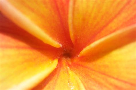 Lei Rainbow Plumeria Cutting