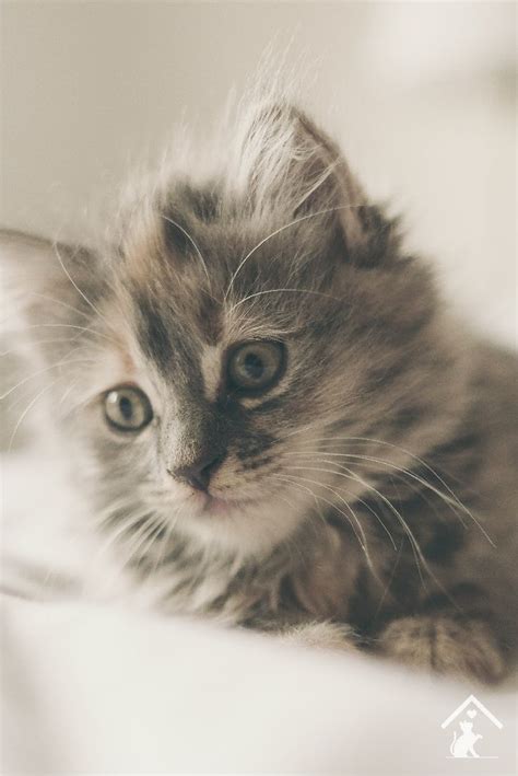 5 Reasons to Love Domestic Longhair Cats | Gato bonitinho, Gatinhos adoráveis, Gata linda