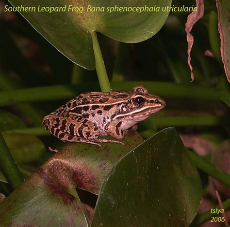 Southern Leopard Frog | BirdForum