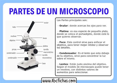 Partes Del Microscopio Dibujo Images And Photos Finder | Porn Sex Picture