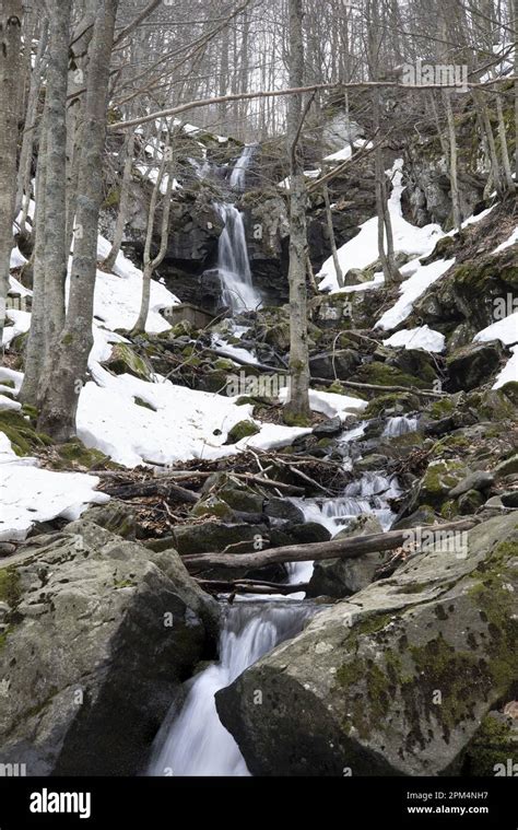 Mountain forest with stream and snow Stock Photo - Alamy