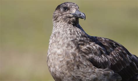 Great skua facts, distribution & population | BioDB