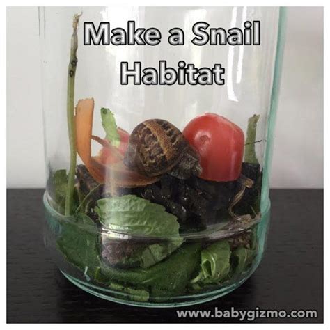 How To Make A Simple Snail Habitat