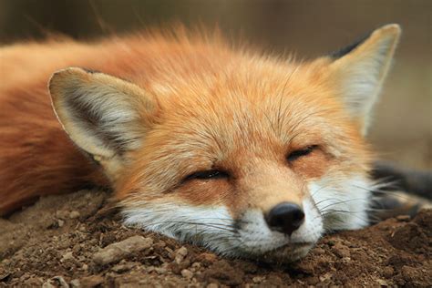 Fox Village In Japan Is Probably The Cutest Place On Earth | Bored Panda