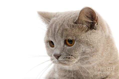 Lilac British Shorthair Cat Photograph by Gerard Lacz