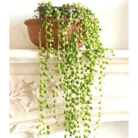 String of Pearls Care and Propagation | Sprouts and Stems