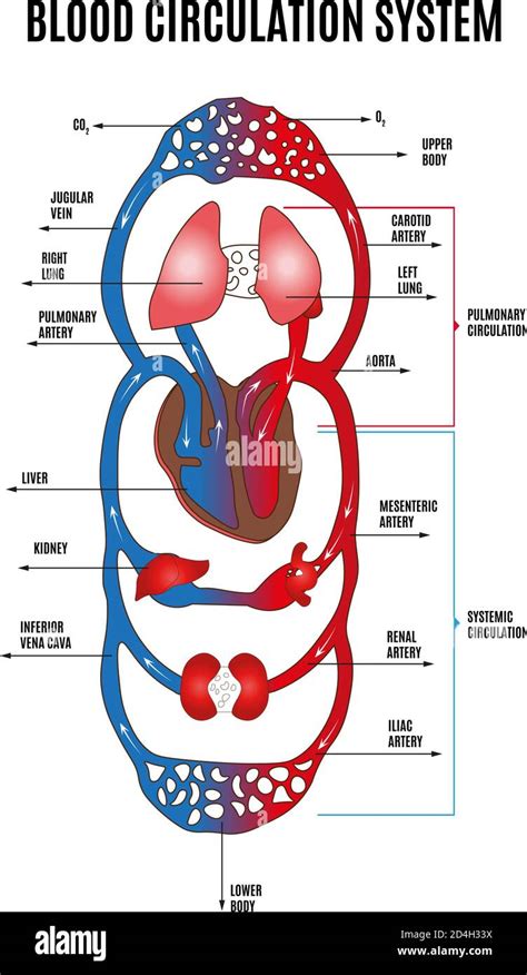 Human Circulatory System Diagram Of Circulatory System With Main Parts ...