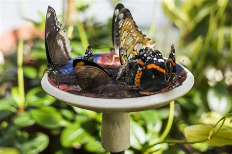 Dow Gardens butterfly house open to visitors - March 7, 2019 - Midland Daily News