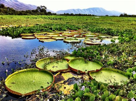 Pantanal Conservation Area | Brazil travel, World heritage sites ...