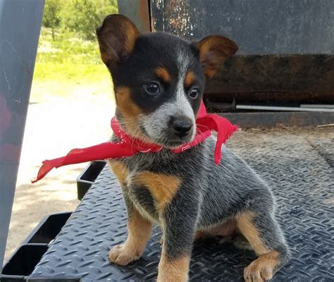 3 Blue Heeler Puppies