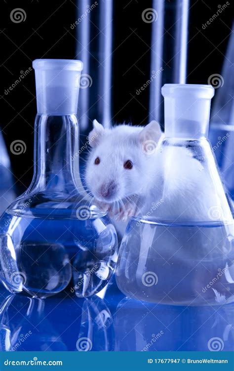 Rat In Lab. Animal Experiments Stock Photo | CartoonDealer.com #17677950