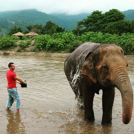 Elephant Nature Park (Chiang Mai) - 2019 All You Need to Know BEFORE You Go (with Photos ...