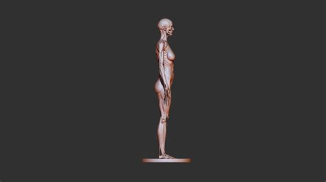 female anatomy 3d print 3D model 3D printable | CGTrader