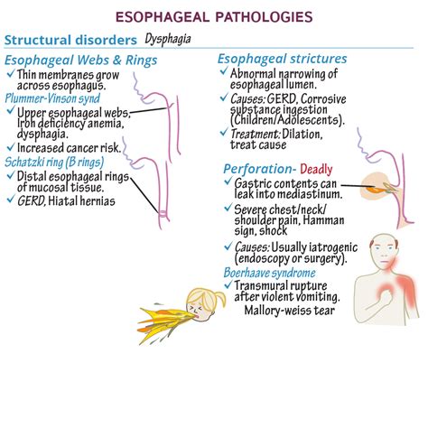 Esophageal Webs And Rings Background Pathophysiology