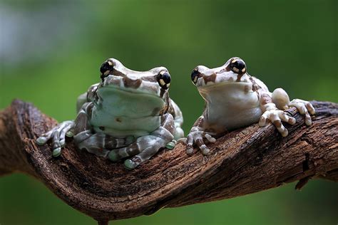 Top Facts About The Amazon Milk Frog - WorldAtlas