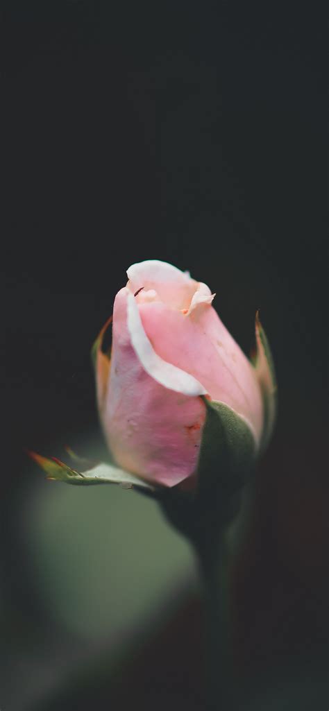 iPhone Rose Wallpaper - 219