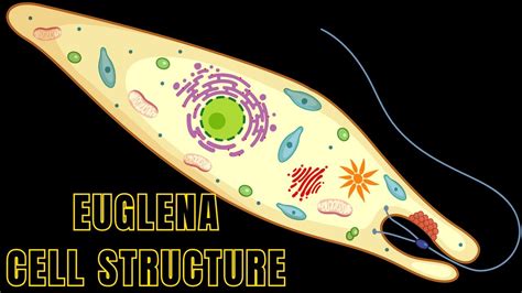 Euglena Under Microscope 4x Micropedia