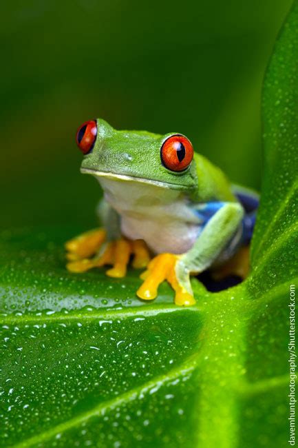 Red Eyed Tree Frog Facts For Kids: Information, Pics & Video