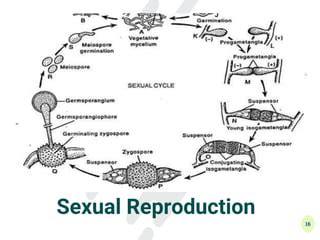 Mucor fungi ppt | PPT