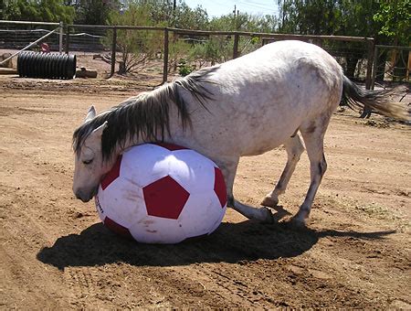 Durable Toys for Horses Create A Stimulating Environment