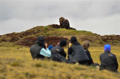 Weber Arctic | 2023 - MUSKOX RESEARCH RETURNS TO ARCTIC WATCH