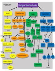 CONCEPT MAP BIOLOGOCAL MOLECULES.docx - Shaina Mae C. Contillo BSED Science II Biological ...