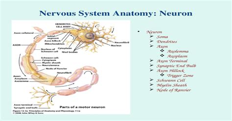 Nervous System Anatomy: Neuron Neuron Soma Dendrites Axon Axolemma ...