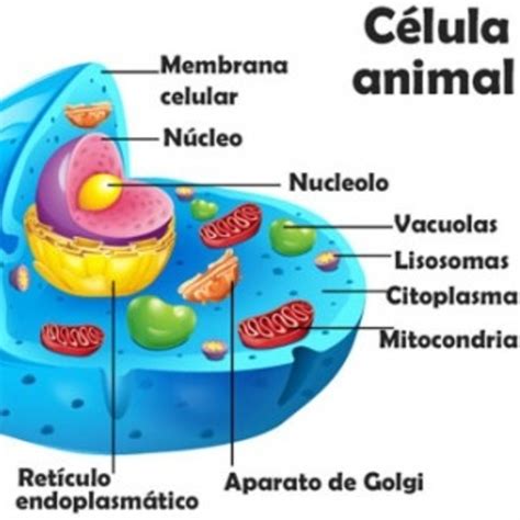 Datos sobre la Célula Animal - Genny Salazar - Podcast en iVoox