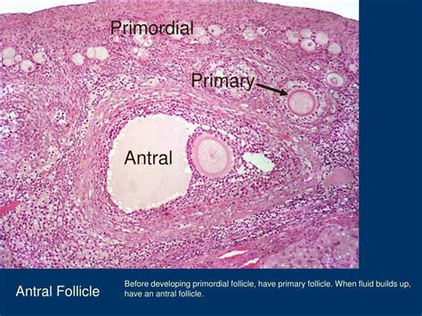 Antral Follicle Histology