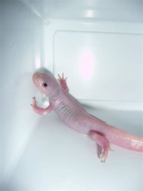 This is what a metamorphosed axolotl looks like : r/awwwtf