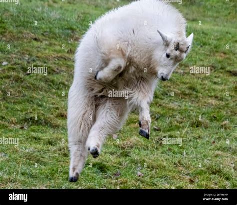 Baby goat jumping hi-res stock photography and images - Alamy