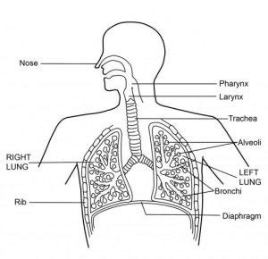 Human Respiratory System Diagram - Class 10 - CBSE Class Notes Online - Classnotes123