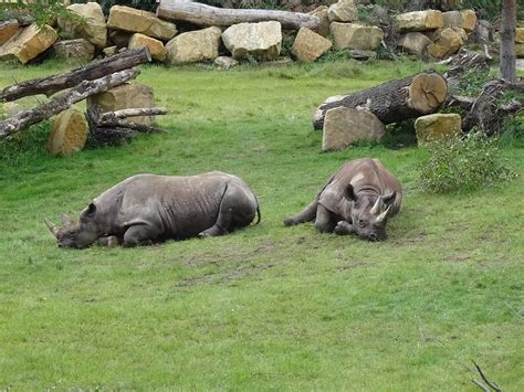 HD wallpaper: Zoo, Leipzig, Rhino, Leipzig Zoo, animal wildlife, animal ...