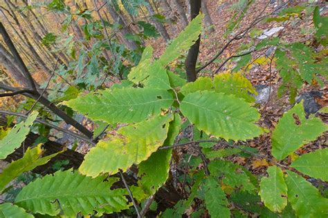 chestnut tree leaves curling up - Raye Bermudez