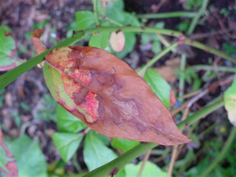 Garden of Discovery: Highbush Blueberry Scorch Blues; a Disease Profile