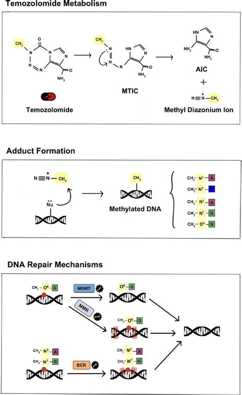 Mechanism of TMZ metabolism, DNA damage and DNA repair. Under ...